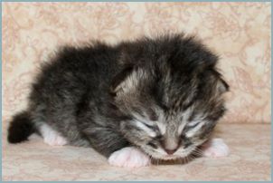 Female Siberian Kitten from Deedlebug Siberians